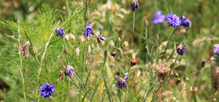 Streuobstwiesen schaffen Biodiversität